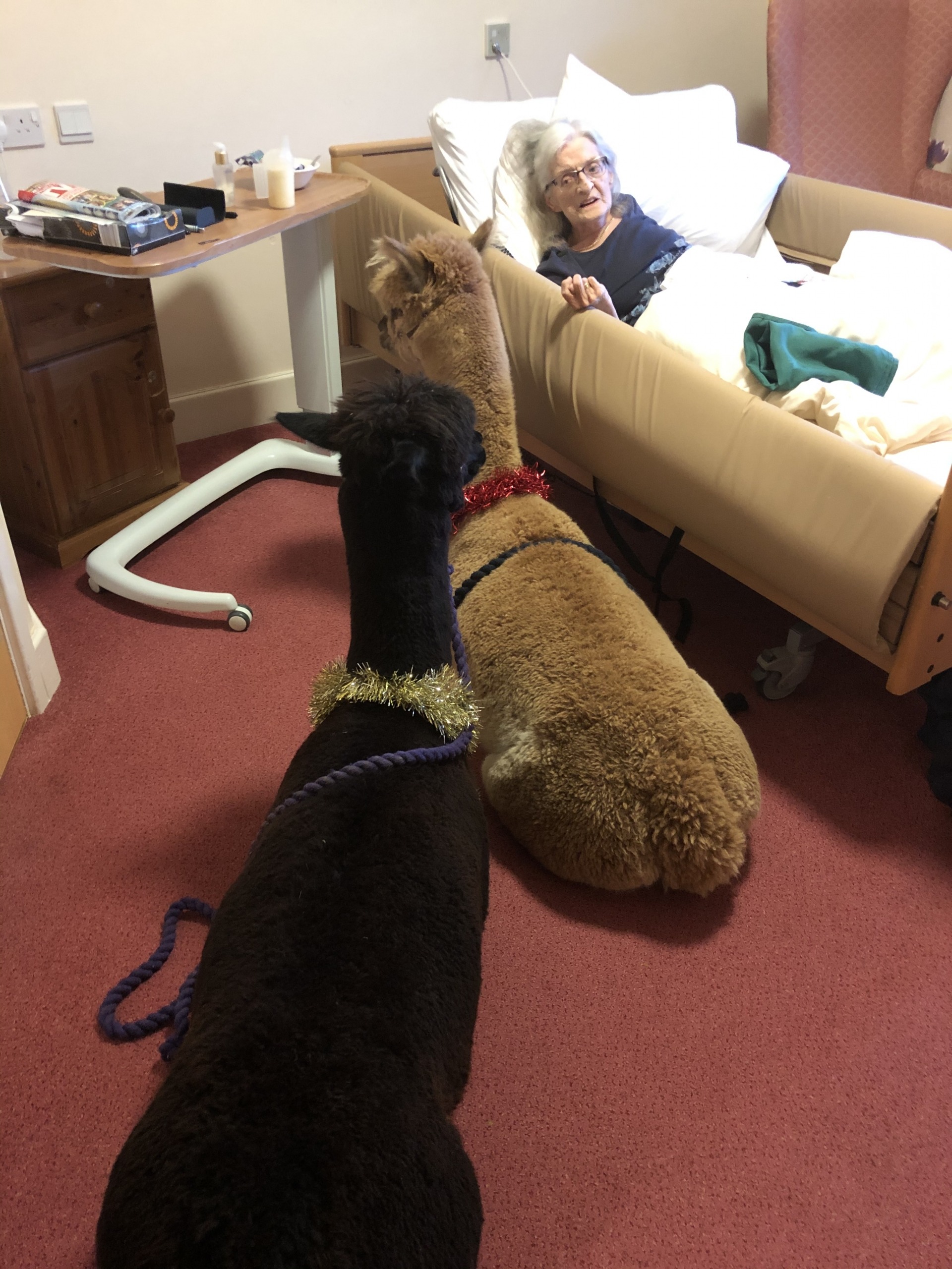 The Care Home residents and staff thoroughly enjoyed the alpacas and their pals
