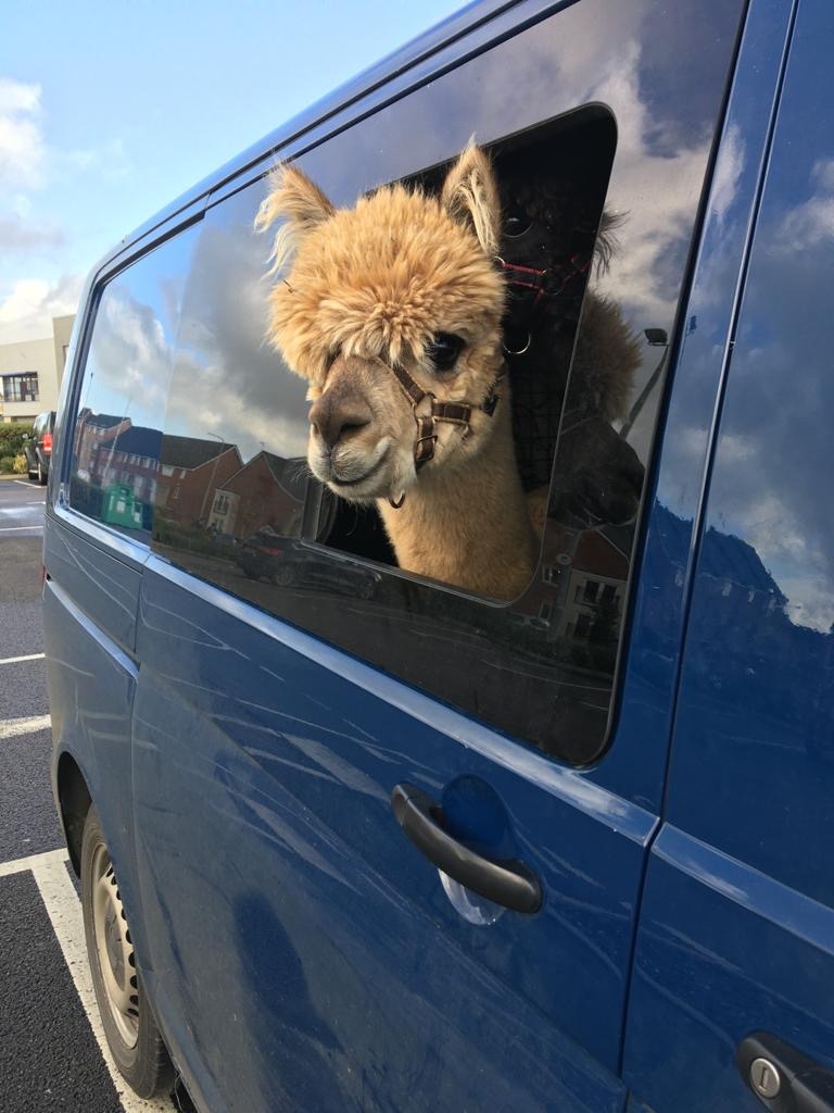 Alpaca Dinks pokes his head out the window