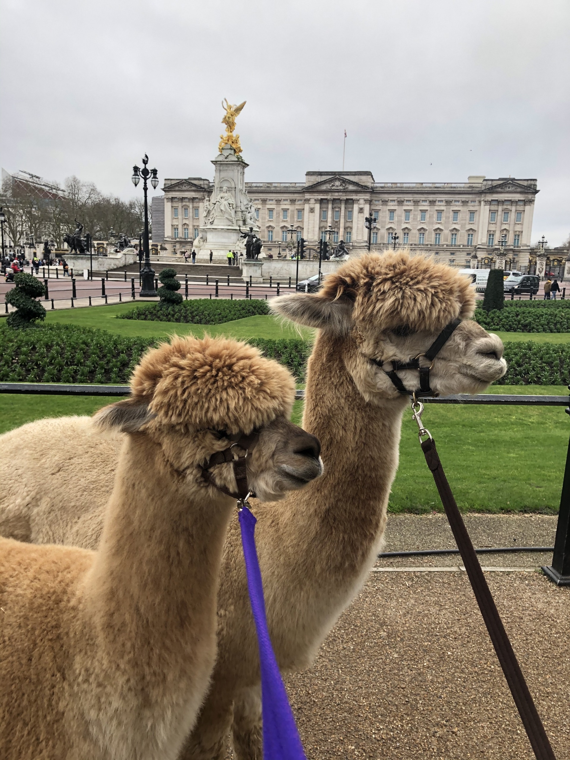The Alpaca Pals outside Buckingham Palace